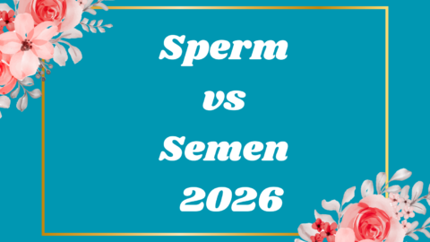 Sperm vs Semen