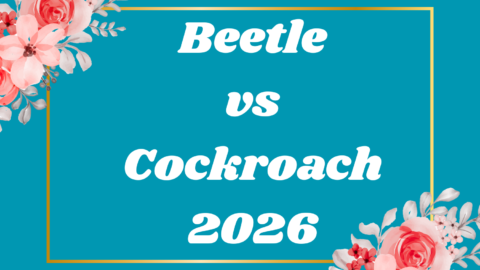 Beetle vs Cockroach