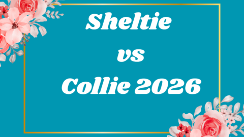 Sheltie vs Collie