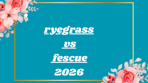 ryegrass vs fescue
