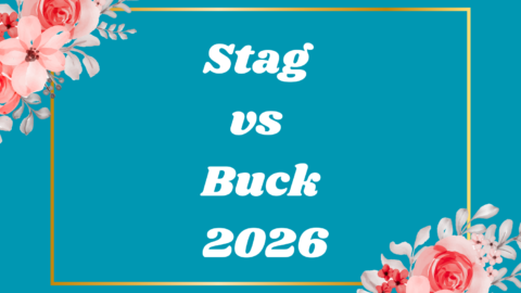 Stag vs Buck