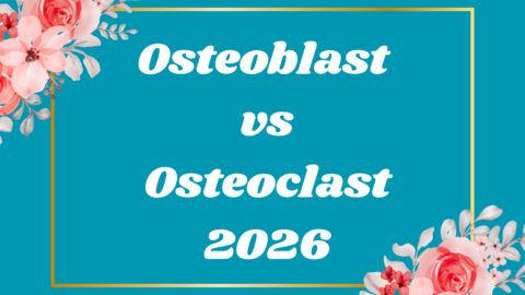 Osteoblast vs Osteoclast