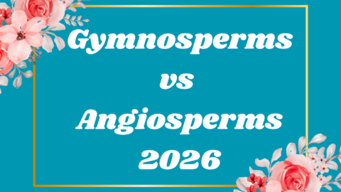 Gymnosperms vs Angiosperms