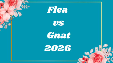 Flea vs Gnat