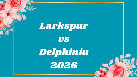 Larkspur vs Delphiniu