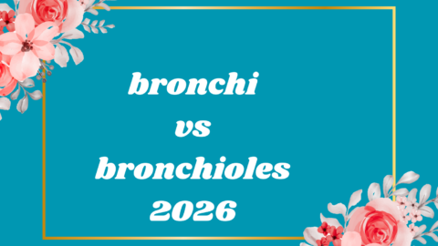 bronchi vs bronchioles