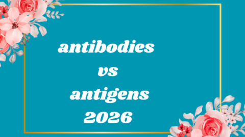 antibodies vs antigens