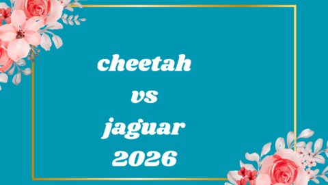 cheetah vs jaguar